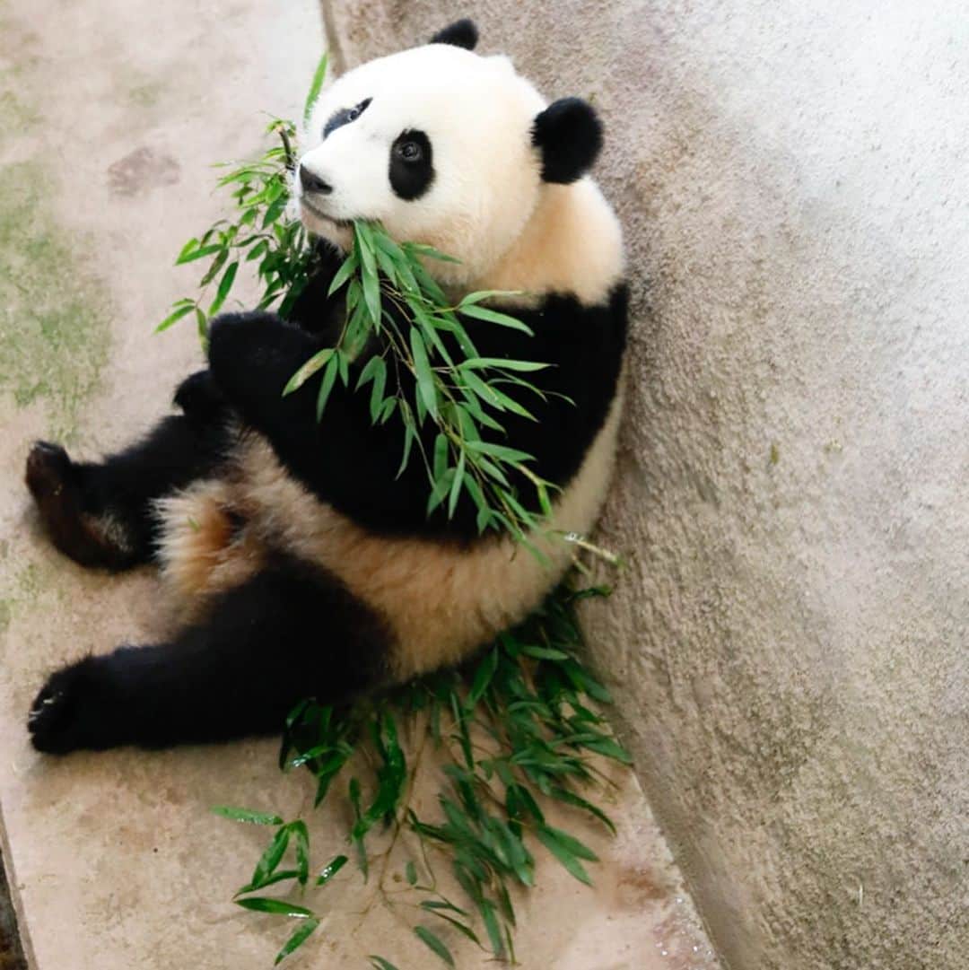 パンダ（白浜）のインスタグラム