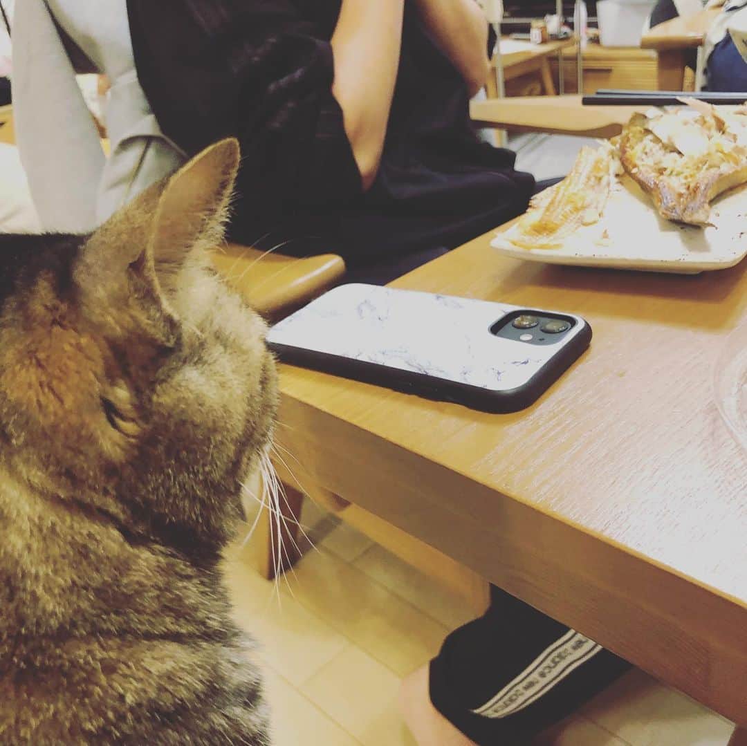 ブラザー4チャンネルのインスタグラム：「1.おしゃかないい匂い♡ 　おしゃかな欲しい… 2.いっくんお願い少し食べたいな 　…少しでいいから 3.写真撮ってないで健くんからも　　　 　言ってよ(-_-)  ハルはお魚大好きで お刺身だったり 焼き魚の時は常に近くでジーッと見つめてますw  #brother4 #ブラザー4 #ニャンチューバー #保護猫 #保護猫と暮らす  #お魚大好き  #念じる #視線が熱い」