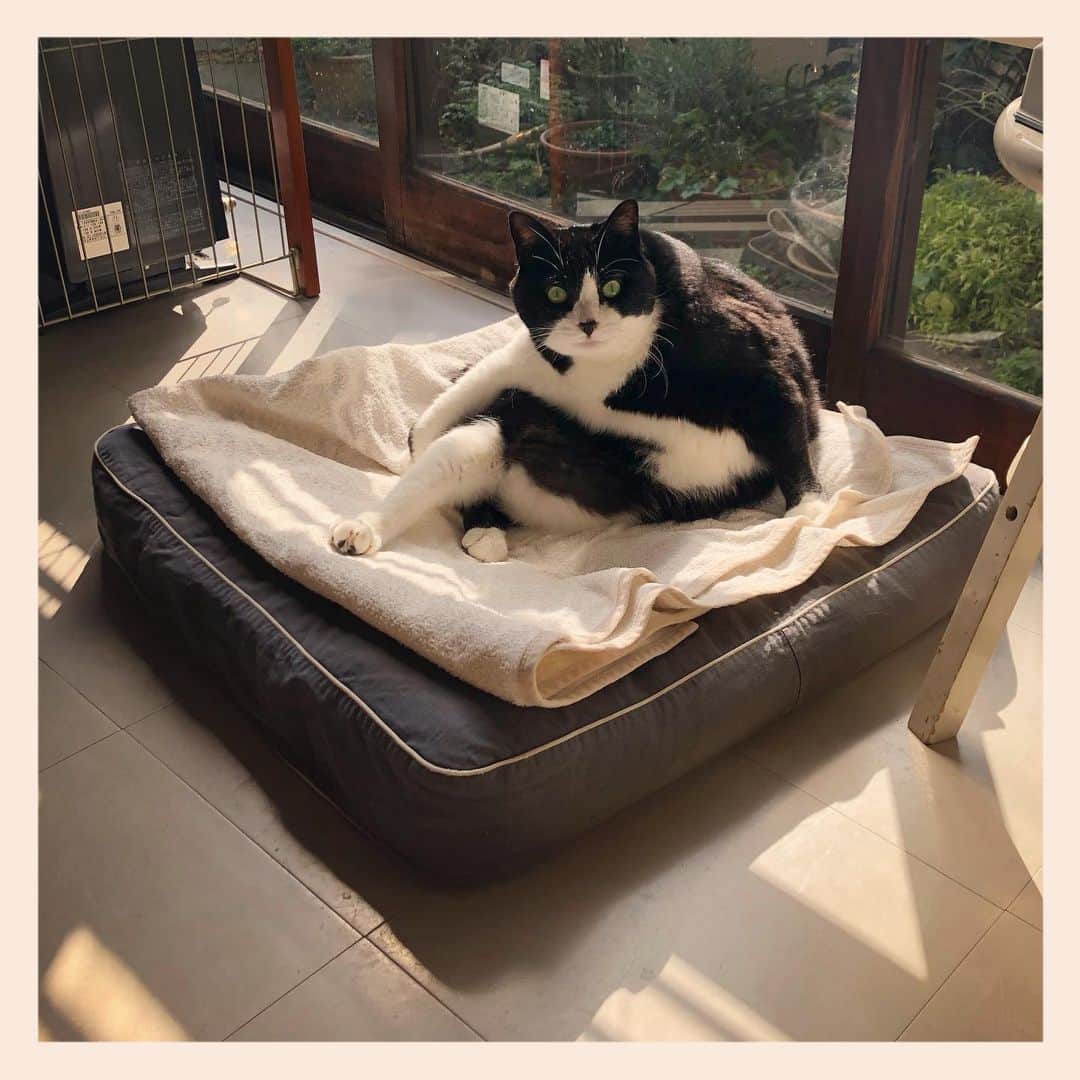 パンといっぴきのインスタグラム：「#元保護猫 #ハチワレ #白黒猫 #blackandwhitecat #tuxedocat」
