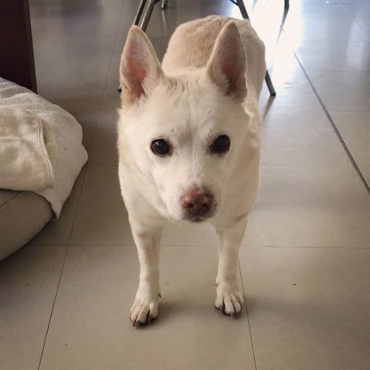 パンといっぴきのインスタグラム：「ターキーアキレス✨  #元保護犬 #雑種犬 #crossbreed #mixdog #キップル14歳」