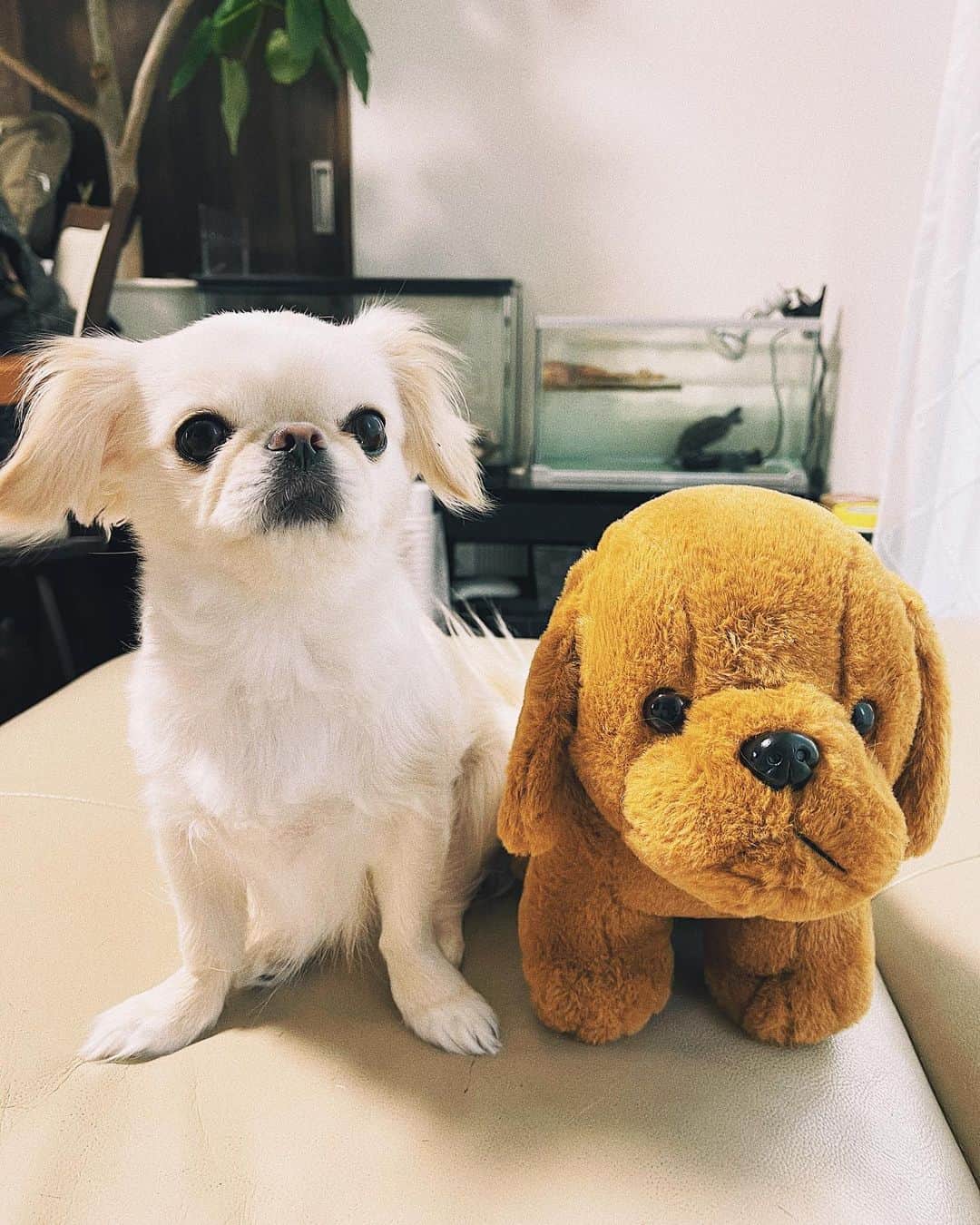 juntowaのインスタグラム：「7匹目だよ。#ダイソーの犬#ちょいぺちゃ」