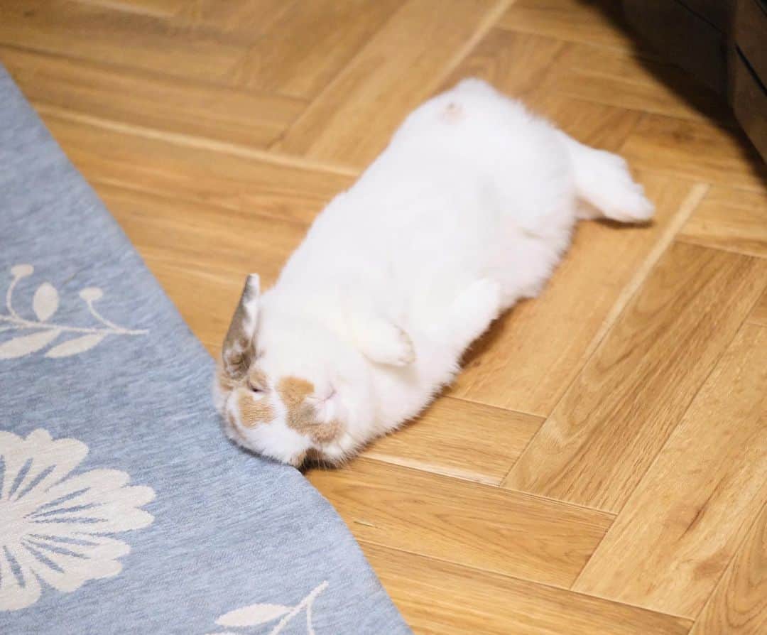 usagraphのインスタグラム：「ぐーすかぴー💤 若干ちろめになっちゃうのは内緒だにょ🐶 ＊ ＊ ＊ #うさぎ　#rabbit #bunny #ふわもこ部  #WeeklyFluff #igersjp  #tokyocameraclub #東京カメラ部  #神戸カメラ部  #bunnystagram  #うさぎ部 #ホーランドロップ #hollandlop  #ファインダー越しの私の世界 #art_of_japan #myfujilove  #今日もx日和」
