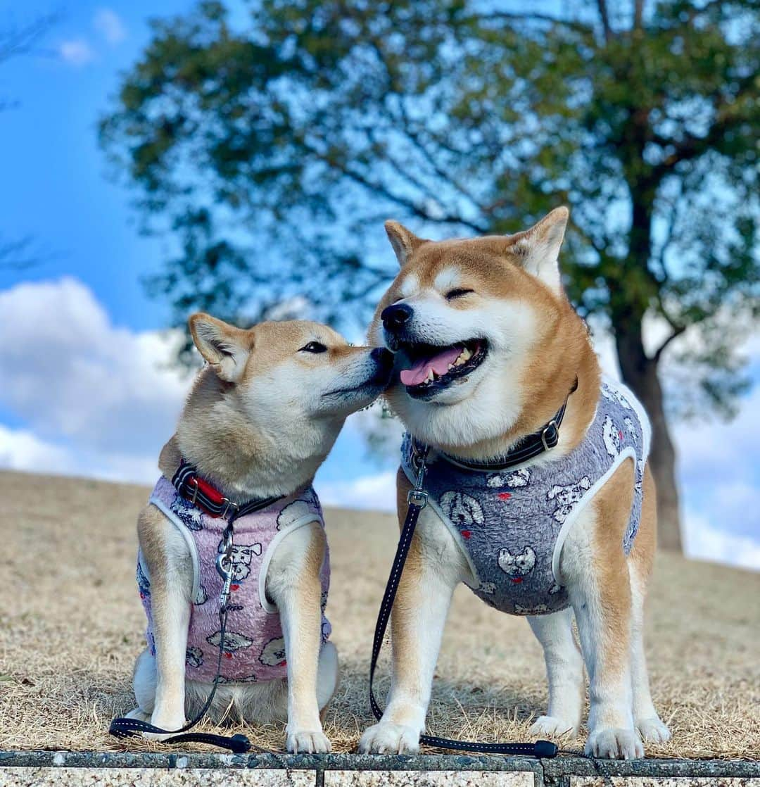 shibainu berryのインスタグラム