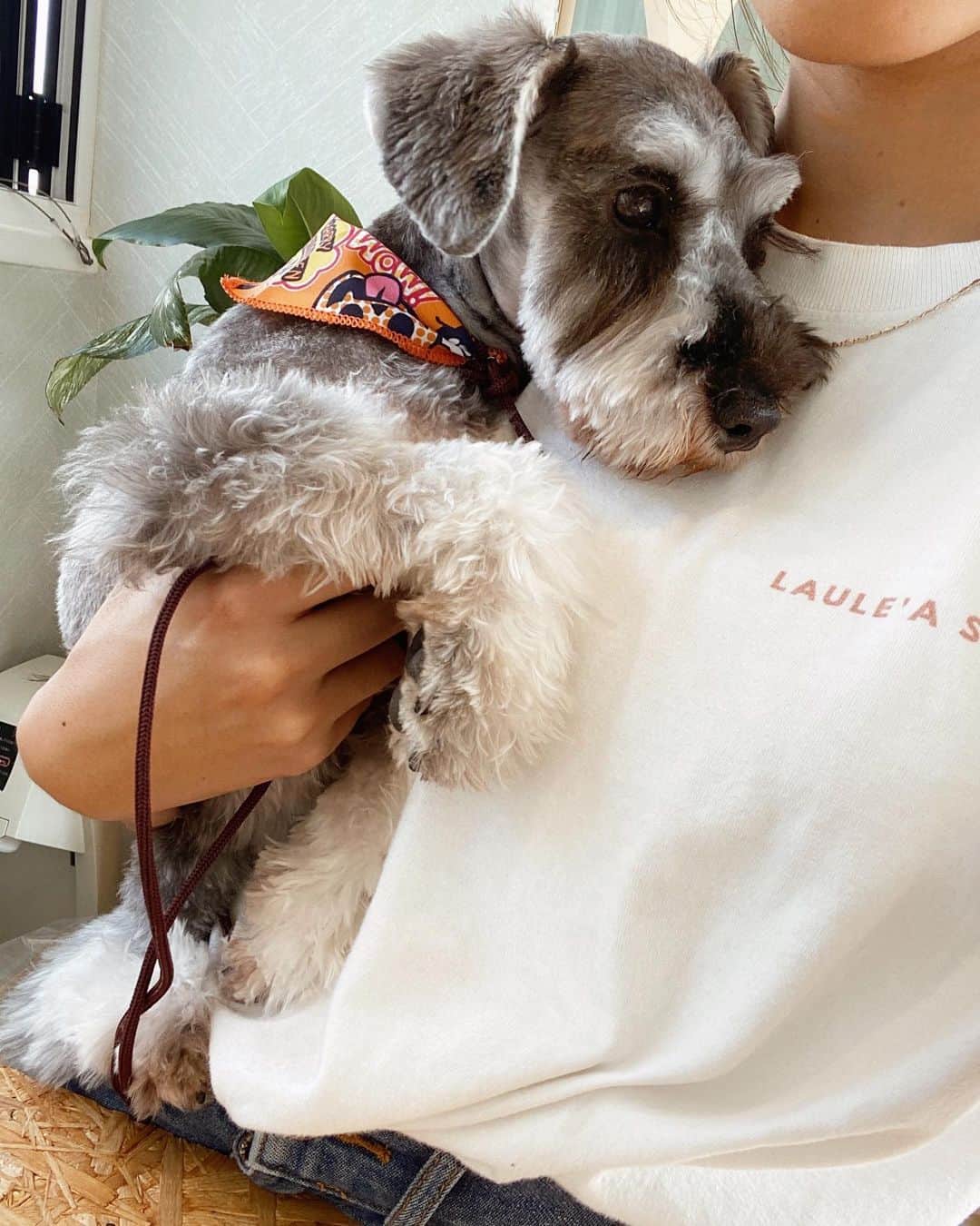 森山菜々のインスタグラム：「. もう少しあったかくなったら皆で出勤しようね🐶🦐🧡  #LAULEASHRIMP #LANIKAI #MIMI #miniatureschnauzer #ラウレアシュリンプ #ラニカイ #ミミ #ミニチュアシュナウザー」
