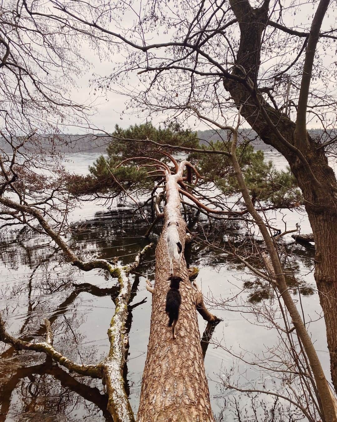 STIL IN BERLINのインスタグラム：「Now that we can't really leave Berlin, here's a short list of places to go for some nature not further than 15km from the city's borders: Summt, Briesetal, Müggelheim, Sacrow, Caputh, Diedersdorf, Schmöckwitz & Schönower Heide / Panketal.  Swipe for some beaver projects around Müggelheim this past weekend.」