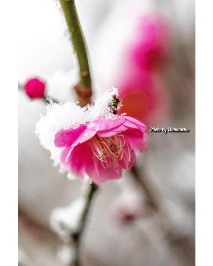 花の写真館のインスタグラム：「Photo by 雨宮 濱人.⠀ .⠀ Original Post[投稿いただいたURL]⠀ https://www.facebook.com/photo.php?fbid=2101441096653659⠀ .⠀ 本アカウントは、 #私の花の写真 をつけてInstagramに投稿された皆さまの花の写真や、「花の写真館」Facebookページで投稿された花の写真を紹介します。⠀ 「花の写真館」Facebookページは、「 @floral.photograph 」のプロフィールにあるURLからご覧ください。⠀ .⠀ ※各自、政府、自治体など公的機関の指示に従った行動をお願いします。⠀⠀ 東京カメラ部および分室では、写真を「見る楽しみ」を提供することを通して、微力ながら皆様にわずかな時間でも癒しをお届けしたいと思っております。⠀ ※本アカウントは東京カメラ部がFacebook、Instagramのサービスを利用して運営しているもので、Facebook社・Instagramとは一切関係ありません。⠀ .⠀ #花の写真館 #floralphotograph #floralphoto #flower #flowers⠀ Follow: @floral.photograph」