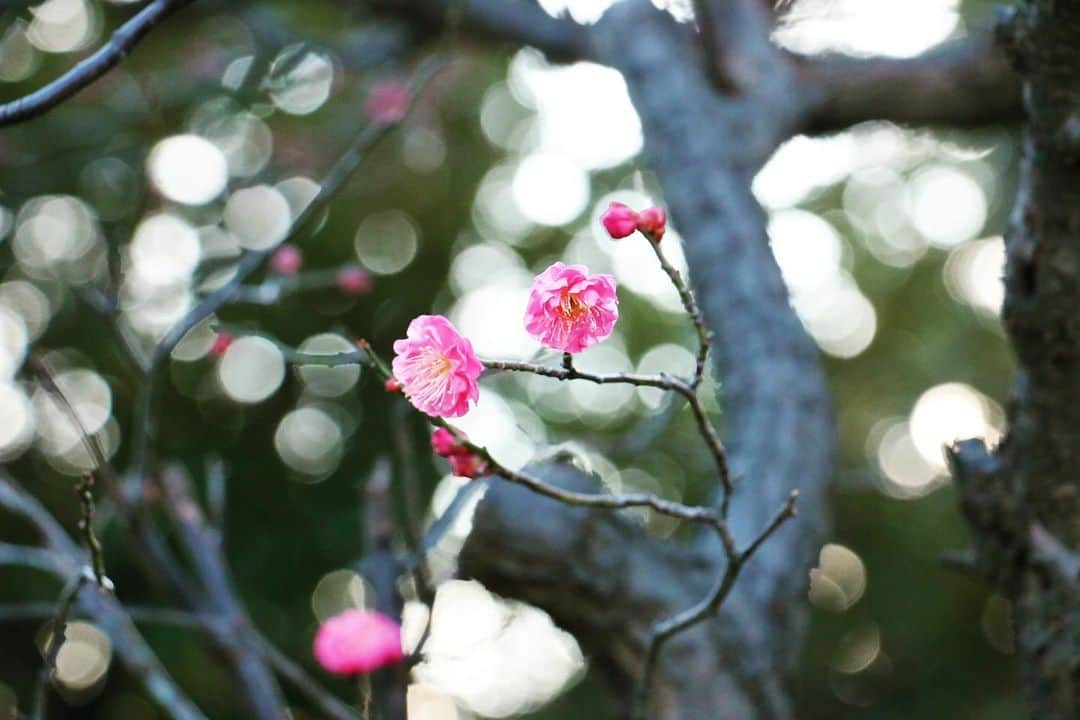 八芳園さんのインスタグラム写真 - (八芳園Instagram)「冬を彩る梅の花。 . 八芳園にも紅梅と白梅がございますが、 花の色がその名前の由来ではありません。 . 枝を切ったときに断面が赤いものが紅梅、 白いものが白梅と分類されます。 . 冷え込んだ庭園では、 梅だけでなく河津桜の蕾も、 春を待つように少しずつ膨らんでまいりました。 . 厳しい寒さなかに、 春を待つ小さな美しさを探してみてください。 . . #八芳園 #結婚式場 #日本庭園 #梅 #紅梅 #白梅 #冬 #花 . #東京観光 #東京カメラ部 #カメラ好きな人と繋がりたい #写真好きな人と繋がりたい #ファインダー越しの私の世界 #その瞬間に物語を #いまそら #風景写真 . #和装結婚式 #式場探し #プレ花嫁さんと繋がりたい . #japanesegarden #tokyotrip #forbestravelguide #japan_of_insta #bestphoto_japan #instravel #team_jp_ #japantravel #jp_mood #jp_views #flowerstagram」1月19日 19時39分 - happoen