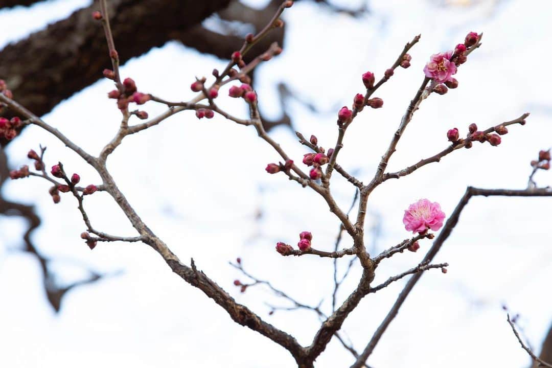 八芳園さんのインスタグラム写真 - (八芳園Instagram)「冬を彩る梅の花。 . 八芳園にも紅梅と白梅がございますが、 花の色がその名前の由来ではありません。 . 枝を切ったときに断面が赤いものが紅梅、 白いものが白梅と分類されます。 . 冷え込んだ庭園では、 梅だけでなく河津桜の蕾も、 春を待つように少しずつ膨らんでまいりました。 . 厳しい寒さなかに、 春を待つ小さな美しさを探してみてください。 . . #八芳園 #結婚式場 #日本庭園 #梅 #紅梅 #白梅 #冬 #花 . #東京観光 #東京カメラ部 #カメラ好きな人と繋がりたい #写真好きな人と繋がりたい #ファインダー越しの私の世界 #その瞬間に物語を #いまそら #風景写真 . #和装結婚式 #式場探し #プレ花嫁さんと繋がりたい . #japanesegarden #tokyotrip #forbestravelguide #japan_of_insta #bestphoto_japan #instravel #team_jp_ #japantravel #jp_mood #jp_views #flowerstagram」1月19日 19時39分 - happoen