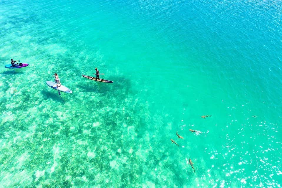 タビイクさんのインスタグラム写真 - (タビイクInstagram)「【52.ソロモン諸島🇸🇧】  ソロモン諸島は大小992もの島々からなる島国。  開発や人の手が入っていない美しい海が広がり、「地上の楽園」「世界最後の楽園」などとも言われてきます✨  しかし、日本から訪れる観光客は年間わずか200人程度！まだまだ知られていない、秘境中の秘境🌴 知らないなんてもったいない！！  .  ソロモン諸島の素敵なお写真をもっと見たい人は、ソロモン諸島政府観光局のインスタをチェック！！ → @visitsolomons.japan   【#タビイク世界制覇 】  photo by  @visitsolomons.japan   ✼••┈┈••✼••┈┈••✼••┈┈••✼••┈┈••✼ ••┈┈••✼ ﻿  \\写真で世界全ての国を巡る［写真で世界制覇］//  海外に行けない今だから 他の国のこともっと知ってみませんか？  @tabiiku をタグ付けすると、お写真が紹介されるかも！？  ✼••┈┈••✼••┈┈••✼••┈┈••✼••┈┈••✼ ••┈┈••✼  #旅行好き#絶景 #タビイク #solomonislands #リゾート地 #田舎暮らし #オセアニア #ソロモン諸島 #秘境 #リゾート #サップ」1月19日 20時20分 - tabiiku