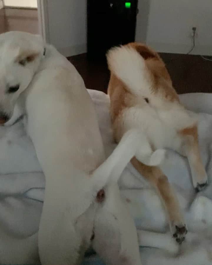 柴犬ハル&保護犬すずのインスタグラム