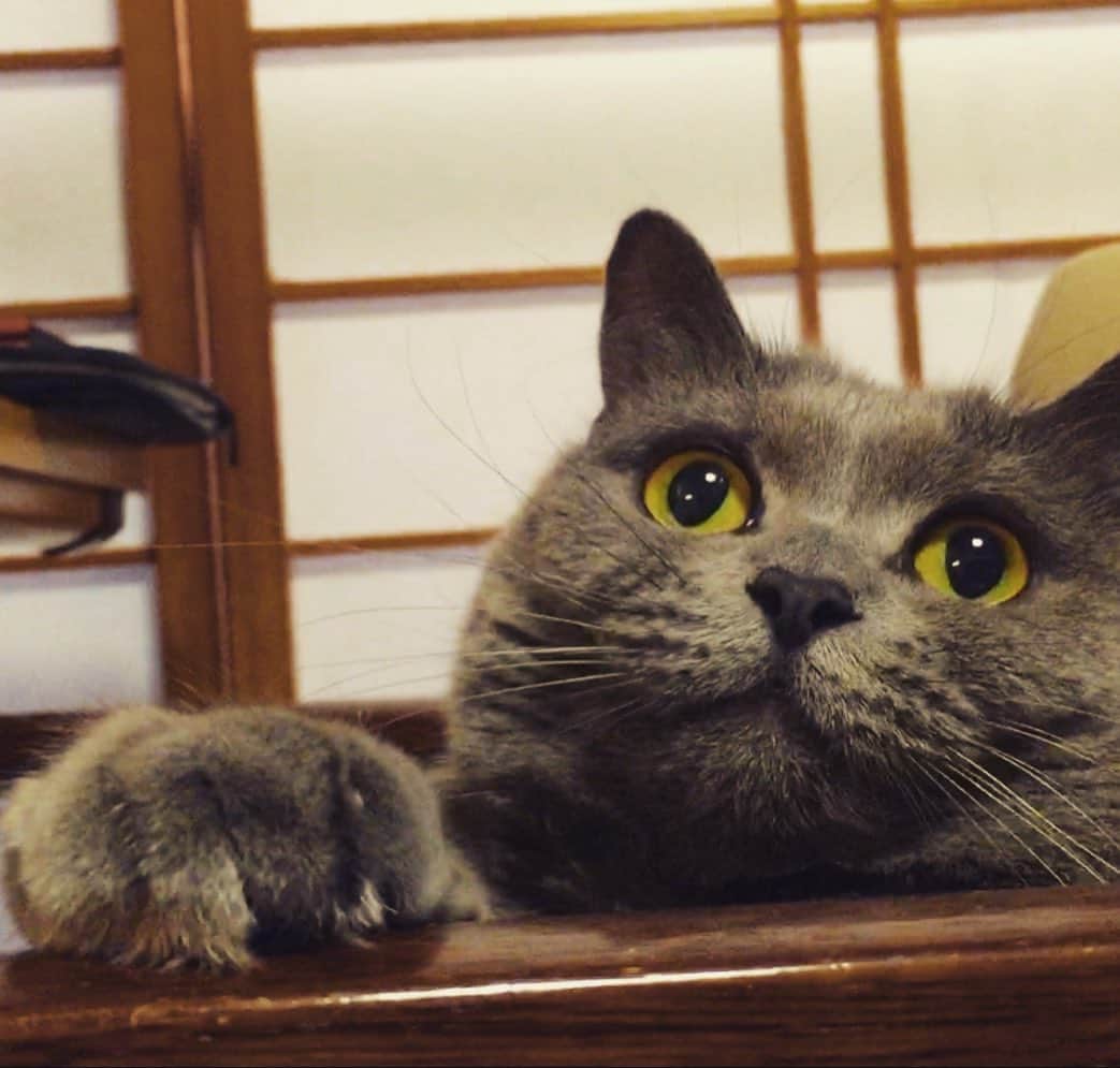 チキン南蛮カレーのルウ王子のグルメインスタ