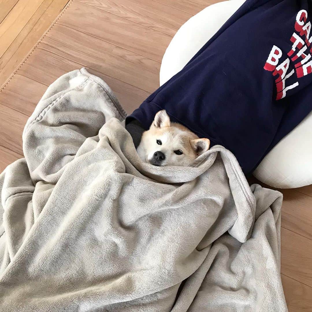 柴犬リリコのインスタグラム：「仰向けでリラックス🐶 #ぬくぬく #暖をとる犬」