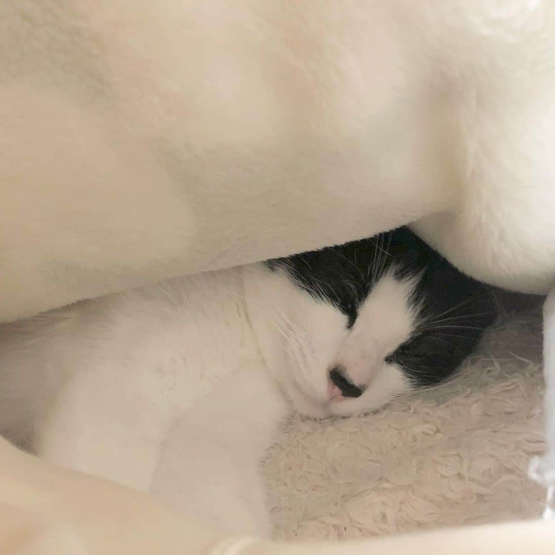 ぽんずのインスタグラム：「ある日の午前4時のぽんず。  #ねこ#猫#cat#猫好き#親バカ#はちわれ#ハチワレ#はちわれ猫#ハチワレ猫#白黒猫部#にゃんすたぐらむ#ilovecat#猫大好き#うちの猫自慢#白黒猫 #我が家のぽんずくん #ちゅーちゅー妖怪」