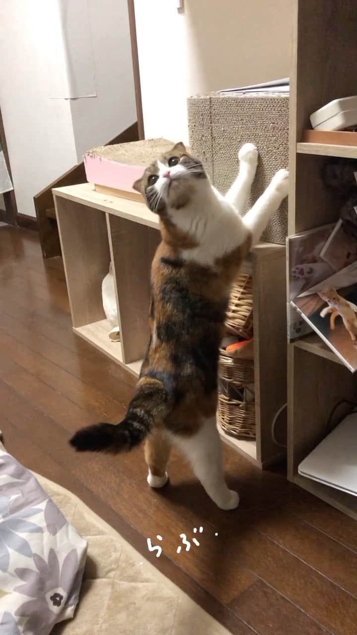 コテツさんのインスタグラム動画 コテツinstagram 21 1 Follow Me おはつチビの時一丁前に威嚇してたよ 関西 ねこ部 無敵の親バカ同盟 Igersjp Cat ねこ ペコねこ部 Catsofinstagram Cats Of Instagram マンチカン 足長マンチカン Munchkin