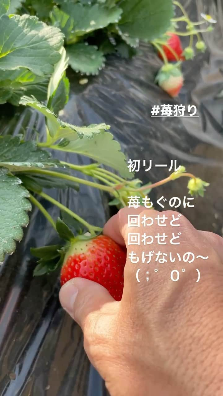 三浦辰施のインスタグラム：「初リール  とりあえずテスト  #リール #初体験 #テスト #試作 #苺狩り」