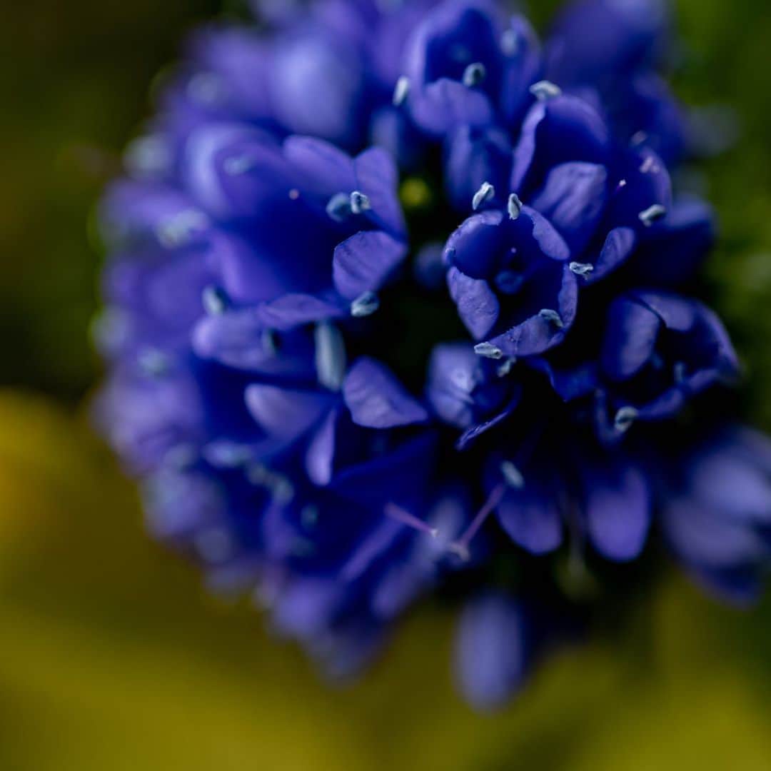 ニコライ・バーグマン・フラワーズ＆デザインさんのインスタグラム写真 - (ニコライ・バーグマン・フラワーズ＆デザインInstagram)「My favorite spring colors. #nicolaibergmann #springflowers @muff_ceramics #ニコライバーグマン」1月19日 20時56分 - nicolaibergmann