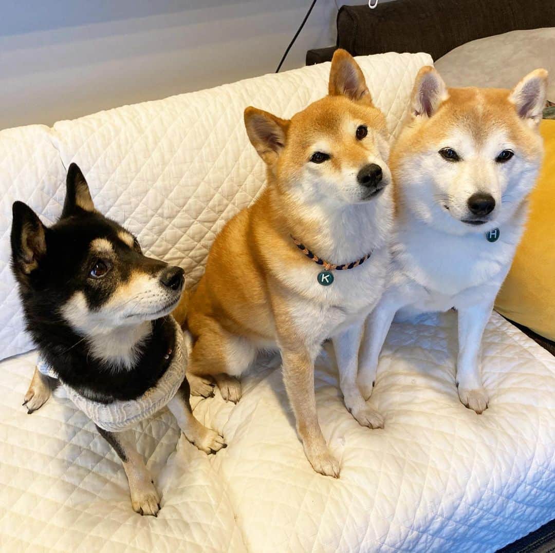 vo_coのインスタグラム：「🐾🐾🐾 本日はこたつの病院からの不要不急のころはる詣で 10月の那須旅行以来だから3ヶ月ぶり はるの樽具合は想像通りだったけど、ころも結構たふたふしてたw 毛の貧相なこたつと比べるとどっちもモサモサしてて、撫でると高確率で静電気でバチバチなって、ラムちゃんを撫でてる錯覚に陥りましたん ＊ #ころはるこた  #shibastagram #instashiba #shiba #shibainu #黒柴 #柴犬」
