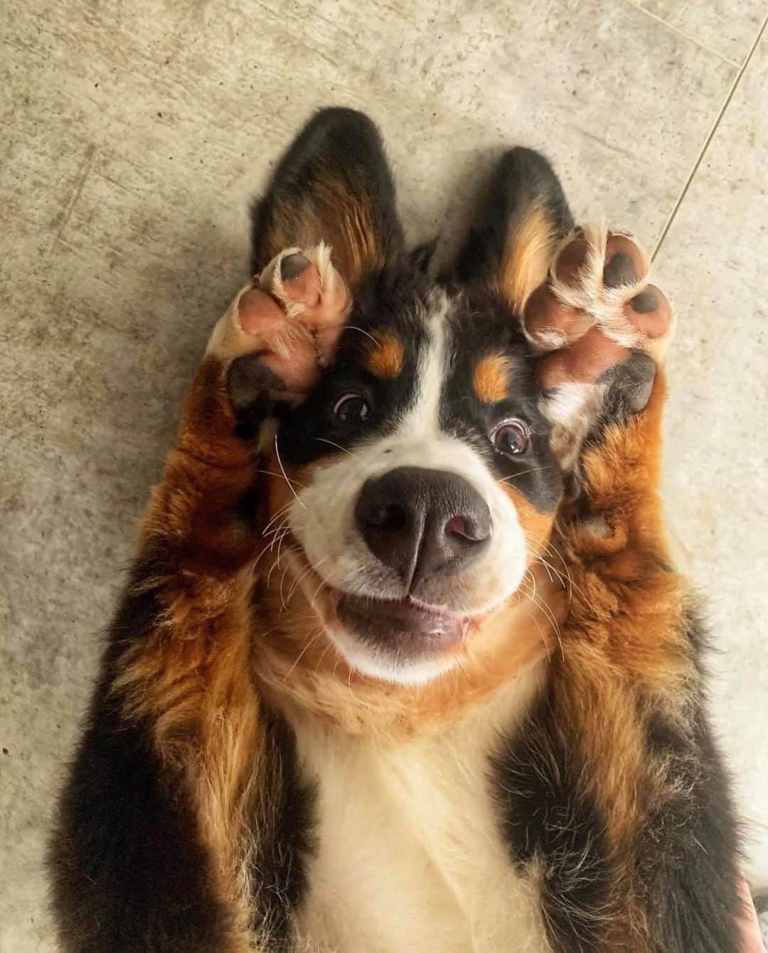 のインスタグラム：「Peekaboo 🐾 - Want to get featured like him? Join “The Barked Club” on FACEBOOK and post something now! 👉 barked.com - 📷 @bambibernese - #TheBarkedClub #barked #dog #doggo #BerneseMountainDog #Berners」