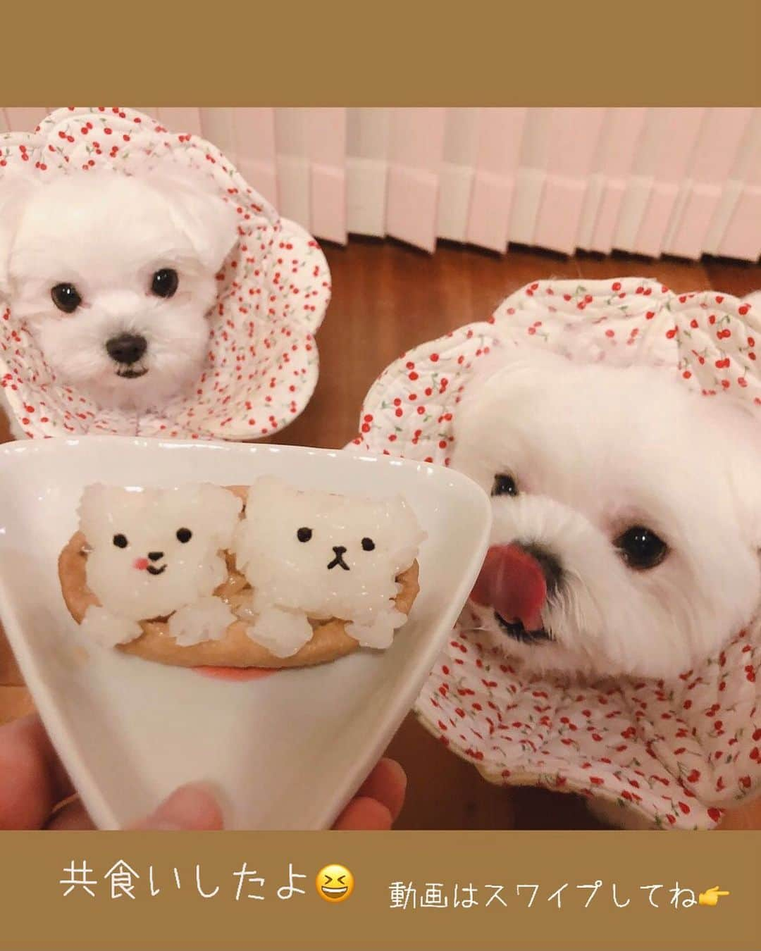 おかゆ & おもちさんのインスタグラム写真 - (おかゆ & おもちInstagram)「...🐶😋🐶😋 . . この前作ったマルチーズおいなりさんのその後... . やっぱり、共食いしたよ〜😆🤣 . . お口に付いたごはん粒を、私に取られると思ったおかゆは「危ない💦危ない💦」って文句言ってます〜😤 私の方が危ないと思うねんけど😱 . . そして...、 今年最初のバトンが、大好きな @koyuki_kaito_konatsu ママさんから回ってきました(きてました😅)ありがとう💕 直ぐに回せず温めてたので、ぬくぬくのバトンですよ〜😂 . #この4人なら絶対繋いでくれるバトン  #この4人なら絶対繋げてくれるバトン 🏃🏻‍♀️ . もし良かったら回してね🙏 もう回ってきてたらごめんね🙏 もちろんスルーも🆗ですよ〜😉 . . . .  ❤︎ . . . #maltese #malteseofinstagram #happydog #dogsmile #doglove #doglover #dogstagram #instadog #lovedogs #cutedog #dogoftheday #말티즈 #馬爾濟斯 . #okayusan #マルチーズ #犬バカ部 #白い犬 #犬のいる暮らし #エブリドッグ #みんなのわんこ #わんこと暮らす幸せ #マルチーズ好き #peppyフォト部 #pecotv #奈良犬 #ふわもこ部 #おいなりさん #いなり寿司」1月19日 21時02分 - okayuchan0421