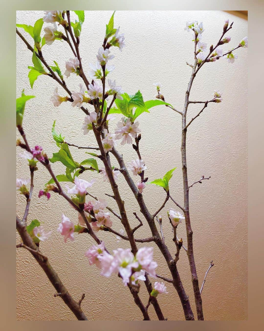 熨斗谷さくらさんのインスタグラム写真 - (熨斗谷さくらInstagram)「数日間、お部屋で預かっていた桜🌸 この時期に花瓶で桜が咲くんだなぁとびっくりだったけど、なんだか和みました🌸🍃 #桜#葉桜#日本#お花  #sakura#hazakura#cherryblossom#Japan#flowers #アーカイブ」1月19日 21時18分 - sakura_noshy