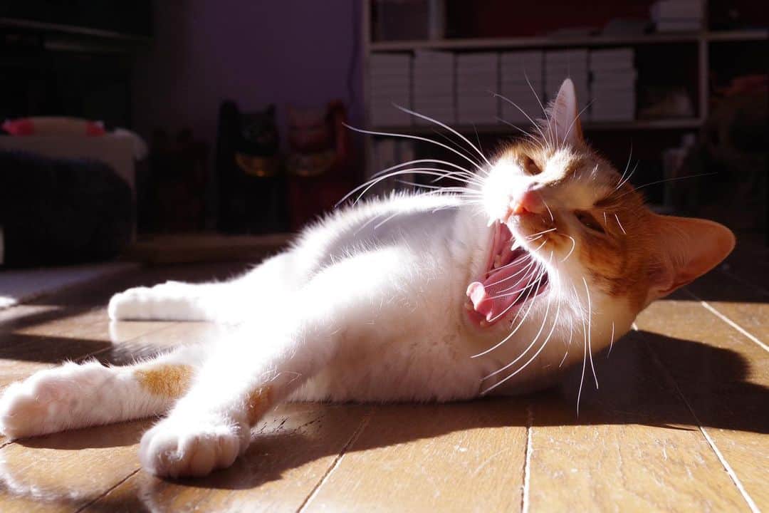 Kachimo Yoshimatsuさんのインスタグラム写真 - (Kachimo YoshimatsuInstagram)「そりゃあ、あくびもでるわなぁ。 #うちの猫ら #oinari #猫 #ねこ #cat #ネコ #catstagram #ネコ部 http://kachimo.exblog.jp」1月19日 21時16分 - kachimo