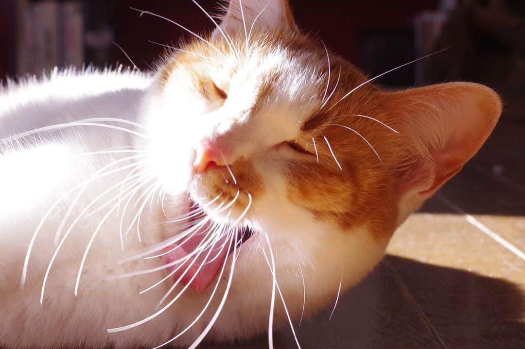 Kachimo Yoshimatsuさんのインスタグラム写真 - (Kachimo YoshimatsuInstagram)「そりゃあ、あくびもでるわなぁ。 #うちの猫ら #oinari #猫 #ねこ #cat #ネコ #catstagram #ネコ部 http://kachimo.exblog.jp」1月19日 21時16分 - kachimo