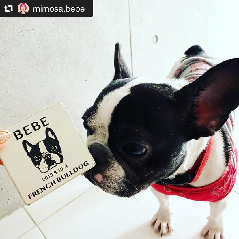 nocotoさんのインスタグラム写真 - (nocotoInstagram)「ペット表札のモデルちゃんシリーズ。フレブルのbebeちゃん！@mimosa.bebe さんとこのうちのコちゃんです。  スクエアのホワイトは今のところ1番人気の定番型です。色んなテイストの玄関先に合いますよね。ありがとうございます😊  #frenchbulldog #dog #petplate #表札 #ペット表札」1月19日 21時36分 - nocoto_store