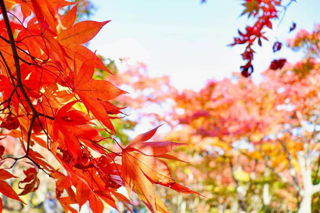 菅真鈴さんのインスタグラム写真 - (菅真鈴Instagram)「.﻿ ﻿ また紅葉みたいな🍁﻿ ﻿ #紅葉」1月19日 21時41分 - marin.21s