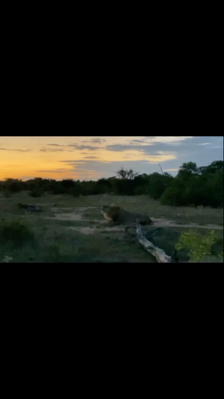 のインスタグラム：「•Sound on• Roaring is exhausting! Don’t believe me? Watch till the end! 😂 DYK a lions roar can be heard up to 8km away depending on the environmental conditions. Roaring is a form of communication that lets other lions know territories and also lets lions from the same pride know each other’s location. Each lion has a unique roar like we as humans have a unique voice. At the sanctuary it is incredibly difficult to differentiate the nuances between individuals but there are a few distinct individuals like Suja whose roar can be noticed quite easily from far, well....... actually, from up to 8km away! 🤣 #nevergetsickofthatsound #roar #roarlionroar #lion #coolsound #communication #territory #territorial #nature #sunset #interestingfacts」