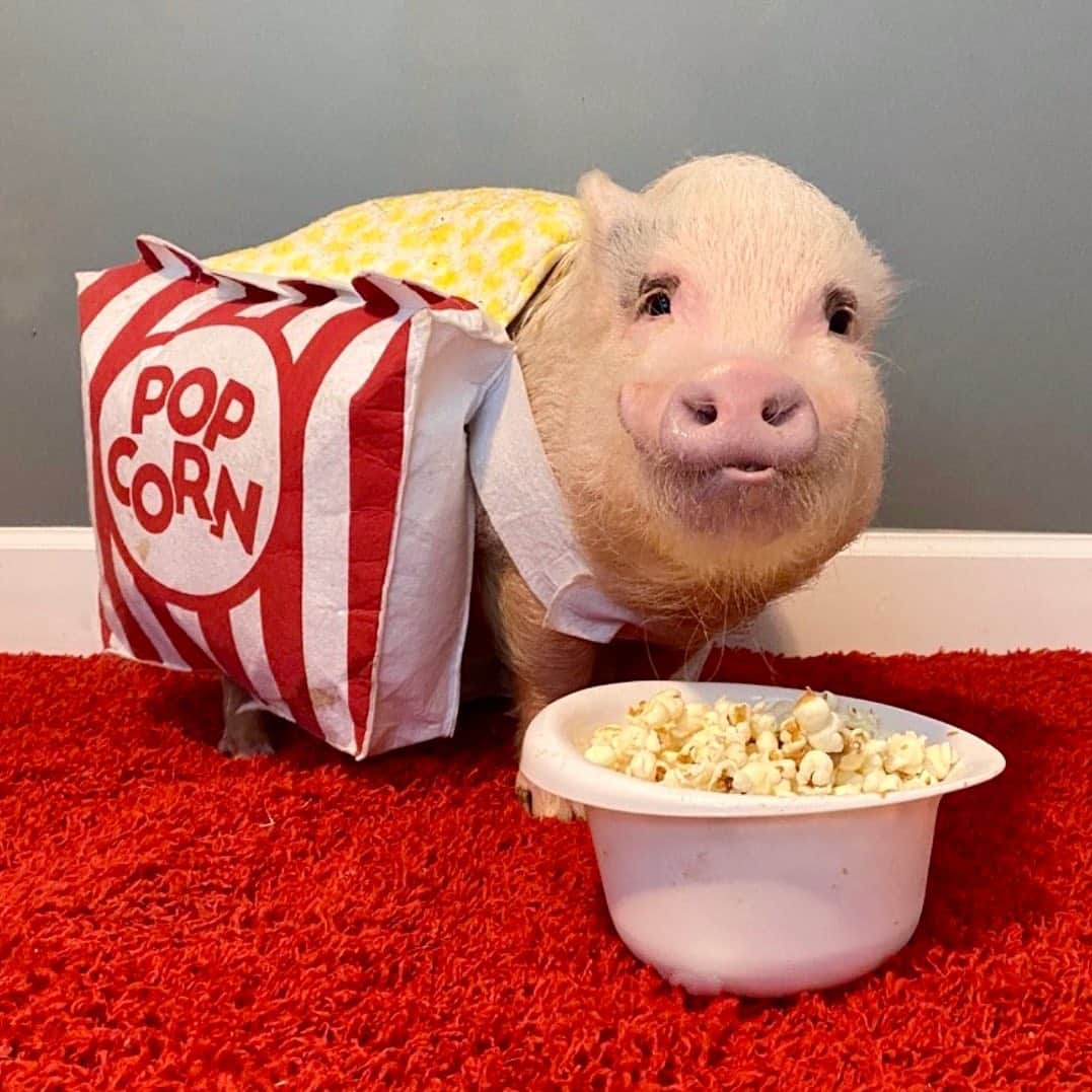 Priscilla and Poppletonのインスタグラム：「Pop popped some popcorn for #NationalPopcornDay! Who wants some?🐷❤️🍿#popcorn #SillyPop #PrissyandPop」