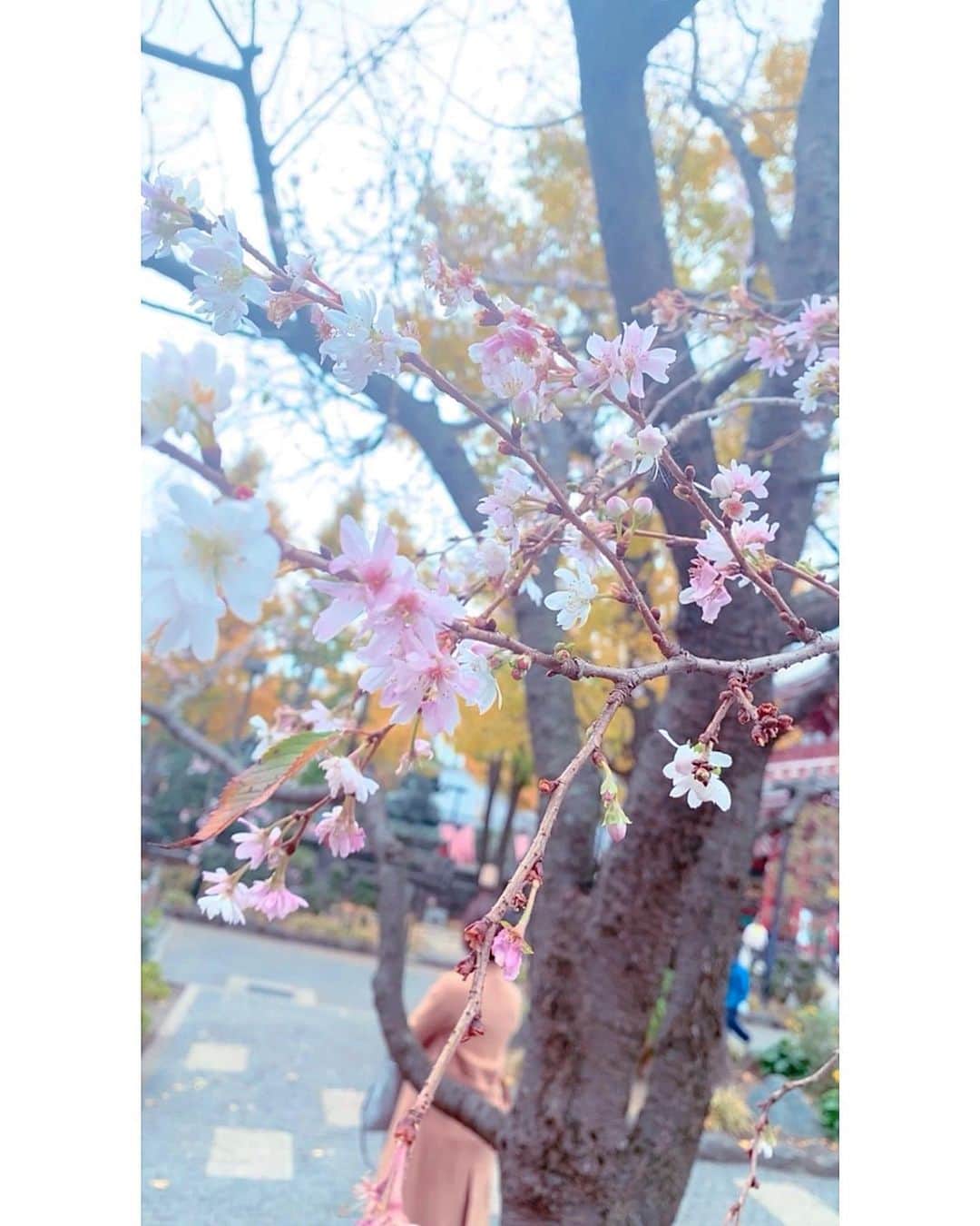 森下花音のインスタグラム：「・ この前､1月に咲いている梅の花の写真を投稿しましたが､ 今日は､11月に咲いていた桜の花の写真です🌸  なんと11月に桜が咲くなんて！😳 見つけた時はテンション上がっちゃいました🥰  #サロモ#モデル#サロンモデル#インフルエンサー#アパレルモデル#撮影モデル#映像モデル#ファッション#コーディネート#おしゃれ好きな人と繋がりたい#ファッション好きな人と繋がりたい#ナチュラルメイク#キレイめコーデ#メイク#ヘアスタイル#韓国メイク#韓国ファッション#韓国ヘア#インスタグラマー#ミスコン#ポートレート#ポートレートモデル#fff#Japanesegirl#PR」