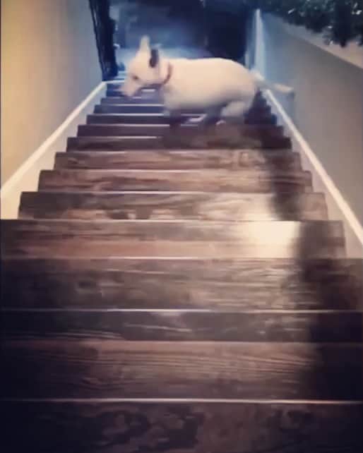 のインスタグラム：「ꪇ 跳ぶ犬痕を気にせず」