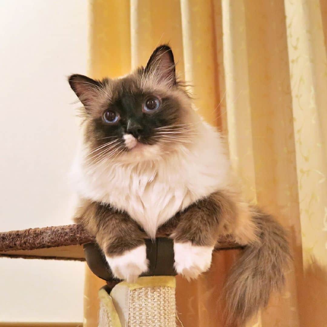 takegaeruのインスタグラム：「グッドスマイルちゃん おやすみにゃさい♬ #goodnight  #cat #猫 #ragdoll #ラグドール #ホワイトポッチーズ」