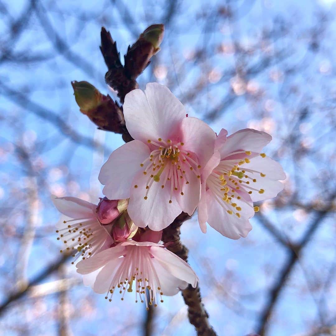 平地真菜のインスタグラム：「寒桜。早咲きの桜🌸 メジロも来ていました👀 一足先に春気分〜  #寒桜 #元日桜 #もういくつ寝ると春 #185段の階段をのぼった先にあるよ」