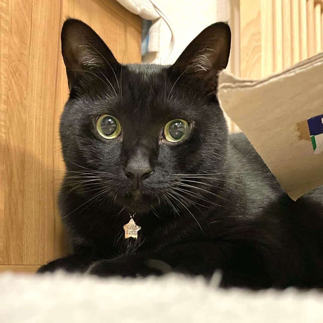 しおやてるこのインスタグラム：「黒猫の良いところは鼻が光ってるところ✨🐈‍⬛✨ #黒猫」