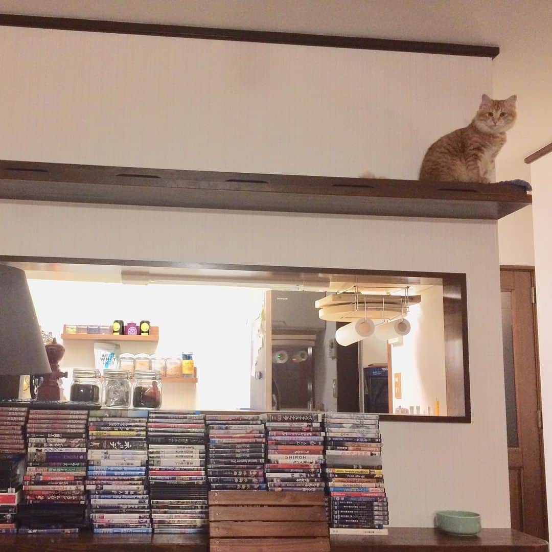 岡田屋鉄蔵のインスタグラム：「問題は棚から下ろしたDVD をどうするか…。 鬼平と剣客商売は捨てられん。困った困った。 棚からの景色最高。ハムさん全く降りてこないです。気持ちは分かる。」