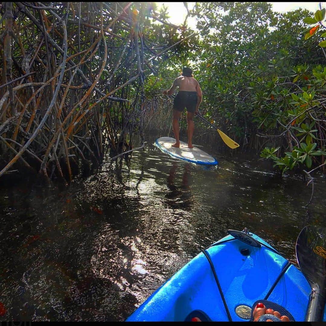 クリスティ・ブリンクリーさんのインスタグラム写真 - (クリスティ・ブリンクリーInstagram)「Answering the Call of the Wild,  we headed off on a Mangrove Adventure ! 😎 #mangrovestothedoctor  lol! 😂🤣 As we paddled along the mangrove jungle got thicker and the passages got so narrow our paddles wouldn’t fit! And there were massive spider webs we had to duck under , not always successfully! 🕸🕷Lots of laughter and screaming ensued ! I almost went overboard escaping a spider that landed by my leg😳🤣 We saw weird jelly fish, huge Barracudas, and I saw a bird so tall he will only fit in stories 👆🏼#t&c #mangrove #wilderness #survivor 🦟」1月19日 23時12分 - christiebrinkley
