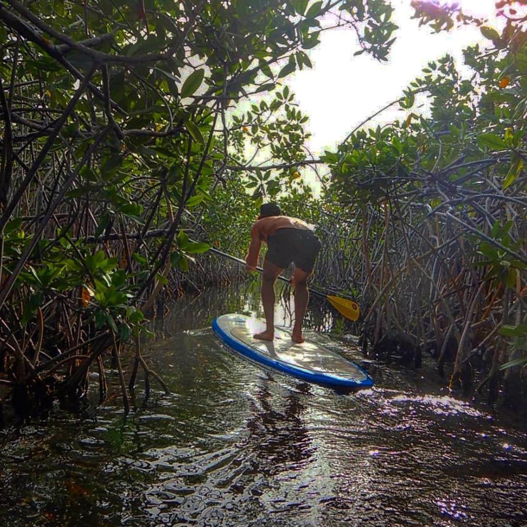 クリスティ・ブリンクリーさんのインスタグラム写真 - (クリスティ・ブリンクリーInstagram)「Answering the Call of the Wild,  we headed off on a Mangrove Adventure ! 😎 #mangrovestothedoctor  lol! 😂🤣 As we paddled along the mangrove jungle got thicker and the passages got so narrow our paddles wouldn’t fit! And there were massive spider webs we had to duck under , not always successfully! 🕸🕷Lots of laughter and screaming ensued ! I almost went overboard escaping a spider that landed by my leg😳🤣 We saw weird jelly fish, huge Barracudas, and I saw a bird so tall he will only fit in stories 👆🏼#t&c #mangrove #wilderness #survivor 🦟」1月19日 23時12分 - christiebrinkley