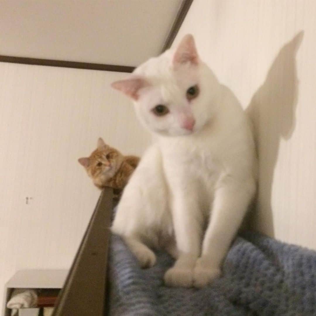 岡田屋鉄蔵のインスタグラム：「兄やんも登ってみた」