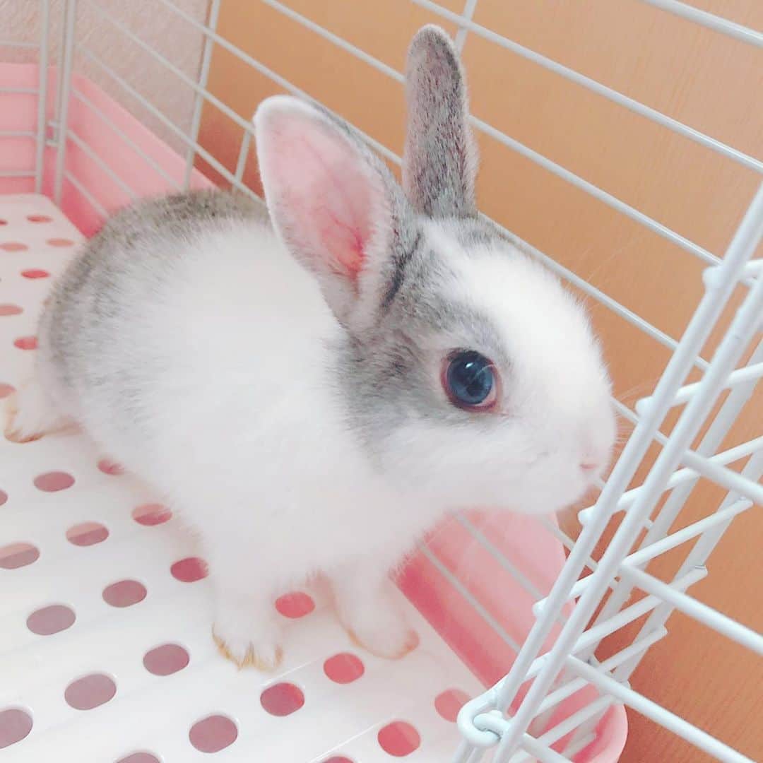 上野露葉のインスタグラム：「初めて上野家に来た日のたぴちゃんと最近のたぴちゃんです🐇 うちの子、、大きくなりました🐇💘  #うさぎ #うさぎのいる暮らし #うさぎ部 #うさすたぐらむ #ふわもこ部 #ペット #ペットのいる生活 #うさぎと暮らす #ネザーランドドワーフ #とんすけ #rabbit #rabbitstagram #bunny #bunnystagram #netherlanddwarf」