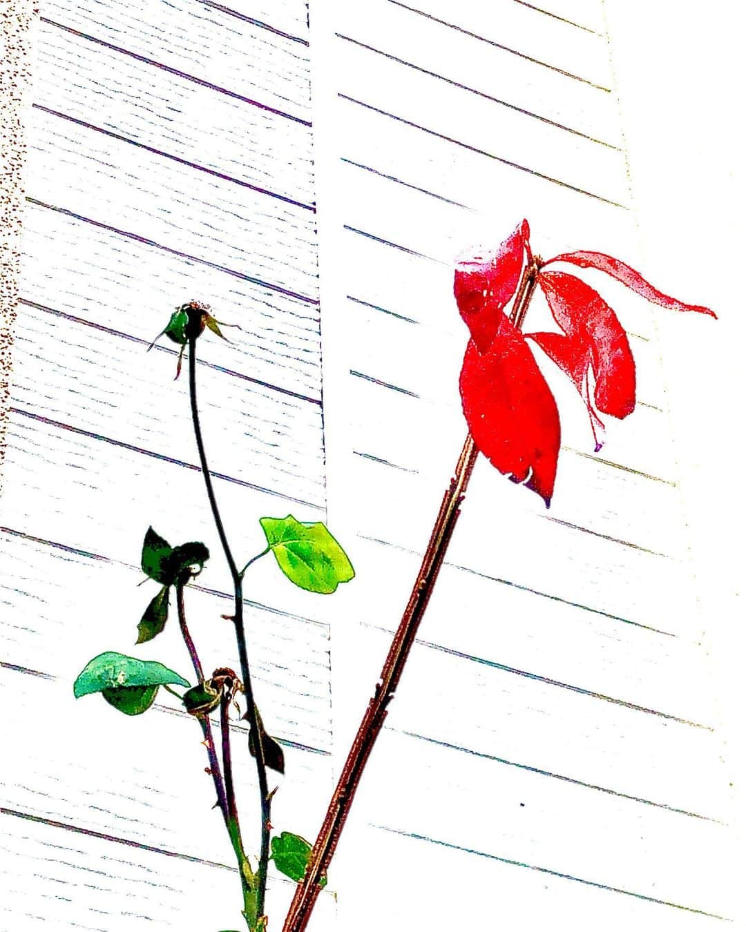 世良公則さんのインスタグラム写真 - (世良公則Instagram)「・・・・・・  北風の中  ひときわ目をひく赤  凛として儚い  しばし見つめている  Red in the North  ・・・・・・  #世良公則 #masanorisera #japanesemusician #japaneseartist #japaneseculture #red #beauty #flowers #winter #美 #赤 #northwind」1月19日 23時22分 - masanorisera