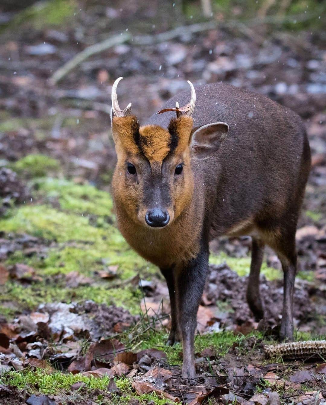 アメリカ自然史博物館のインスタグラム：「Have you ever heard of a deer that barks? The muntjac (Muntiacus muntjac), which lives in southeast Asia, makes bark-like noises to alert others of approaching predators. Humans who enter forests where this species lives sometimes rely on its bark as a warning signal for potential threats, like tigers. If attacked, the muntjac may bite its foe with its canine teeth. Photo: Cloudtail the Snow Leopard, CC BY-NC-ND 2.0, flickr」