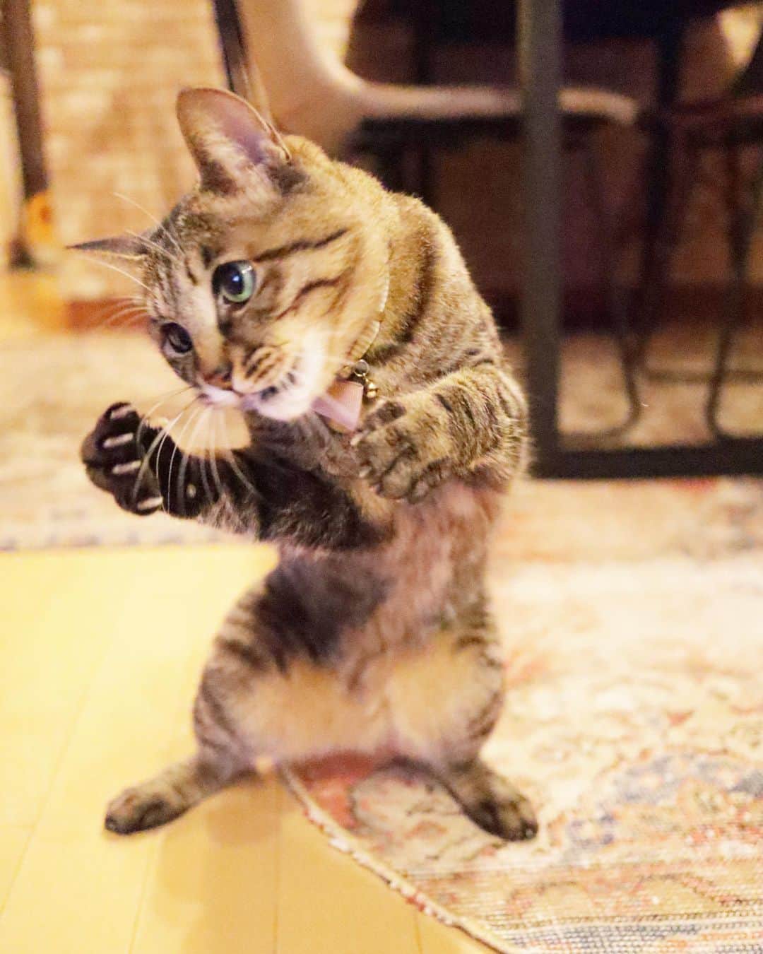 のインスタグラム：「. . 負けへんで💪😼 . #そやね！ . #ねこのきもち #猫のいる暮らし #catstagram #catsofinstagram #bestmeow #9gag #meow #catlover #無敵の親バカ同盟 #りぷちんに届け元気玉 #サンデイ」
