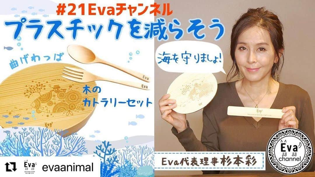 杉本彩さんのインスタグラム写真 - (杉本彩Instagram)「#Repost @evaanimal with @make_repost ・・・ 第21回Evaチャンネル「Eva新作グッズのご紹介！」～使い捨てプラスチックを減らそう～公開しました！  今回は、先日1月8日より発売を開始し、皆さまにご好評をいただいておりますEvaの新作グッズ「曲げわっぱ」「箸・箸箱セット」「スプーン＆フォークセット」のご紹介です！  「お弁当箱は絶対曲げわっぱ！」と、曲げわっぱの良さを熟知し愛用している杉本。 お弁当やご飯をめぐる”学生時代の思い出エピソード”も語っておりますので、どうぞお楽しみに！  現在、曲げわっぱ等Evaオンラインショップにて好評発売中ですので、ご購入をお考えの方は、お早めにどうぞ！  では、第21回Evaチャンネル是非ご覧ください！！  ■#21 Eva新作グッズのご紹介！～使い捨てプラスチックを減らそう～ https://youtu.be/q6uicWXDaTI  ------------------------------------------ ■Evaオンラインショップ https://eva.buyshop.jp/ 【在庫のお知らせ：1/18現在】 ・曲げわっぱ（白木）:21個 ・箸・箸箱セット（白木）：24個 ・天然木製スプーン＆フォークセット：31個 ご購入をお考えの方は、お早めにどうぞ！ ------------------------------------------  #曲げわっぱ #箸 #箸箱セット #箸スプーンアンドフォークセット #使い捨てプラスチック削減 #動物環境福祉協会eva #杉本彩」1月19日 23時32分 - sugimoto_aya0719