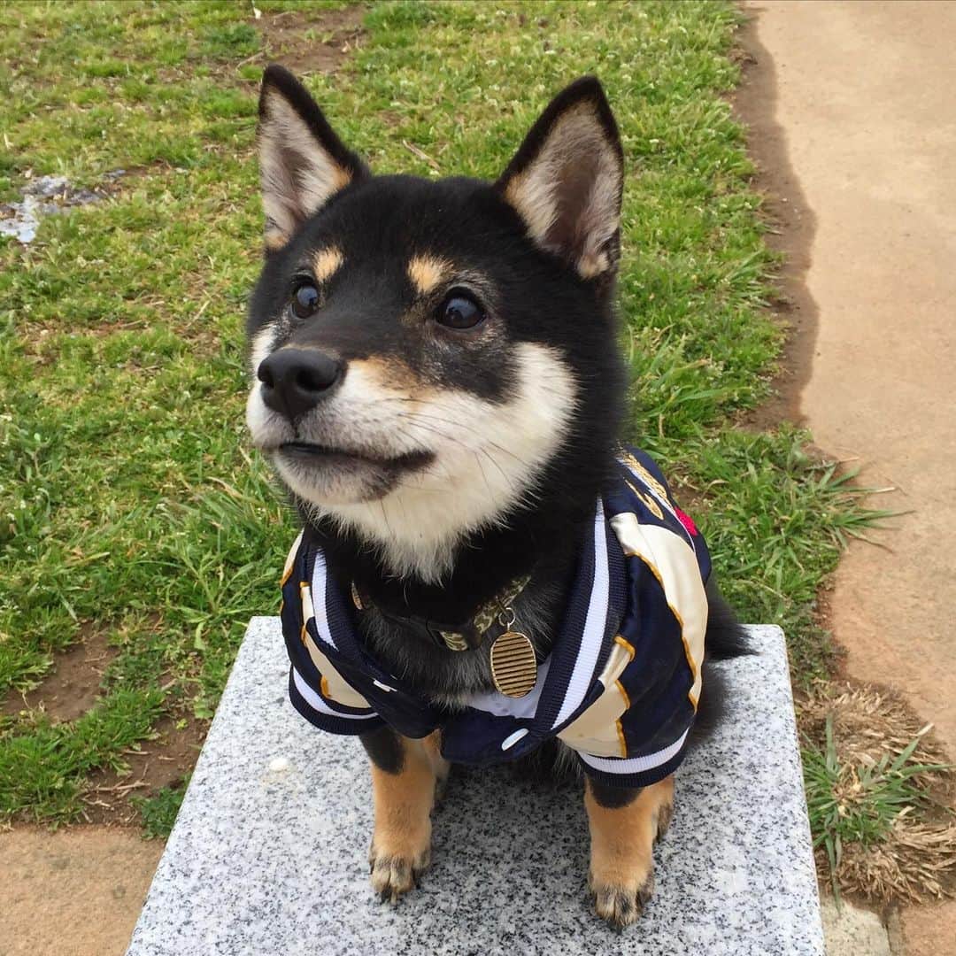 まめ丸のインスタグラム：「* * ちっちゃい頃のぼく🐶 このスカジャンもうちっちゃくなっちゃった🐶💦 * 公式LINEタイムラインにちっちゃい頃のぼくの動画アップしたよ🐶❣️ 『ころんじゃったのをごまかすまめ丸』 ↓ ストーリーズかID検索🔍で@312mpyjt またはハイライトからみてね🐶💓 * #キリッ #忠犬っぽいかな * #柴犬#豆柴#柴#黒柴#犬#ふわもこ部#いぬのきもち部#shiba#shibainu#shibastagram#shibadog#puppy#instadog#dogstagram#dog#instashiba#petstagram#pet#cutepetclub#강아지#멍스타그램#doglover#ilovemydog#weeklyfluff#boopthesnoot」