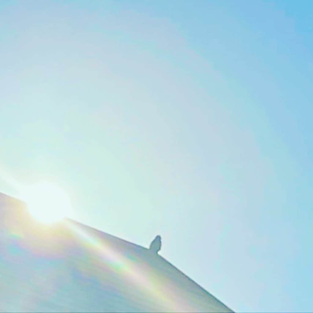 前田真里さんのインスタグラム写真 - (前田真里Instagram)「今日は、陽射しが心地よい 1日でした〜  ほした布団もふかふか✨  あすは、早朝からロケなので 寝ますzzz  おやすみなさい⭐️  #猫 #sunlight  #鳶 #japan #nagasakilovers  #nagasakigram  #にゃがさき」1月19日 23時42分 - maedamari