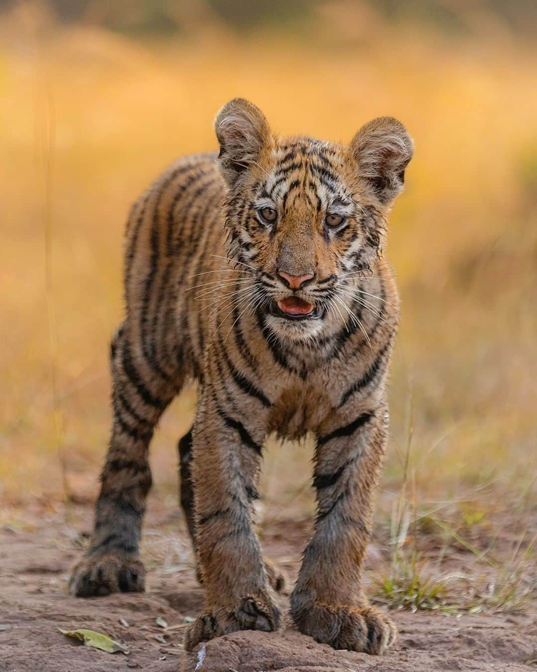 Discoveryさんのインスタグラム写真 - (DiscoveryInstagram)「A curious tiger cub looks into the camera.  Caption & Photo: Ankit Bansod (@ankit.bansod13)  #tigertuesday #tigers #bigcatsofinstagram #wildlife #catlife」1月20日 0時00分 - discovery