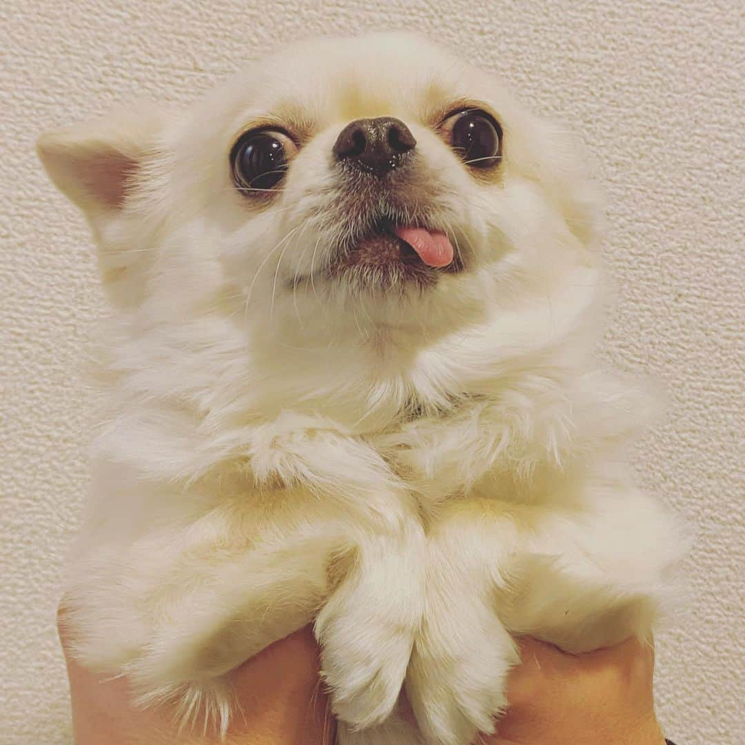 味岡ちえりのインスタグラム：「マッチョコビン💪 ・ ・ ・ #味岡ちえり #bongo #chabin #cobin #犬好き #dogs🐶  #チワワ #ロングコート #ブラックタンホワイト　#クリームホワイト #セーブルホワイト #多頭飼いチワワ  #chihuahua  #dogstagram  #犬がいる暮らし #犬がいないと生きていけない  #多頭飼い #どんなポーズ #フィジーク　#ボディビル」