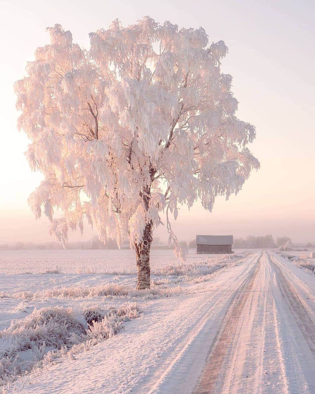 Padgramさんのインスタグラム写真 - (PadgramInstagram)「Winter wonderland in Finland 🇫🇮 Photo by @ville.kivimaki ❄️❄️ #pgdaily #pgstar #pgcounty #wonderland #planetgo #planet #planetearth #amazing #awesome #nature #finland」1月20日 0時21分 - planet.go