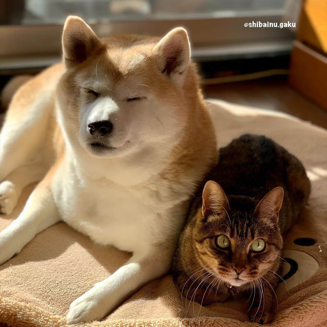 Kazumi-Gakumamaさんのインスタグラム写真 - (Kazumi-GakumamaInstagram)「今日はリンリンと一緒➰🐕🐈💞 *  でも最後はやっぱり寝落ちしちゃう岳でした🐕💤 🐾----*----*----*----🐾 Today with Rinrin🐕🐈💞 Gaku falls asleep at the end🐕💤 🐾----*----*----*----🐾 #柴犬 #岳 #柴犬岳 #柴犬ガク#gaku #shibainugaku #shiba #shibainu #shibastagram #いぬすたぐらむ #dogsofinstagram #リンリン #キジトラ #browntabby #ジャパニーズボブテイル  #にゃんすたぐらむ #catoftheday #ふわもこ部 #ワンフルエンサー #ニャンフルエンサー  #Hermoso #weeklyfluff #🐕📷 #今日のお昼寝 #今日の朝寝 #平和な我が家 #寝落ち #20210120」1月20日 9時53分 - shibainu.gaku